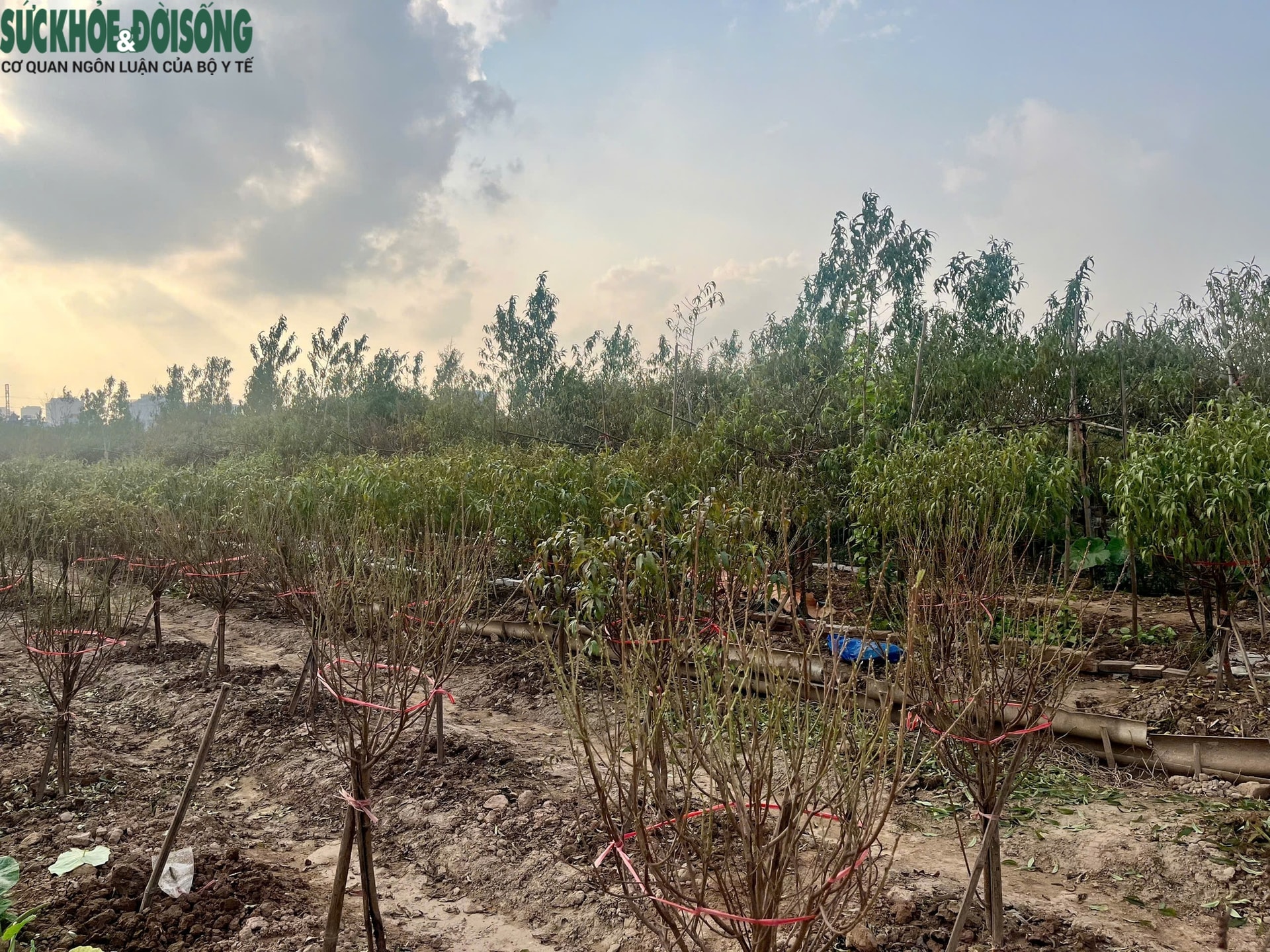 Vườn đào Nhật Tân, mùa 'canh Tết'- Ảnh 1.