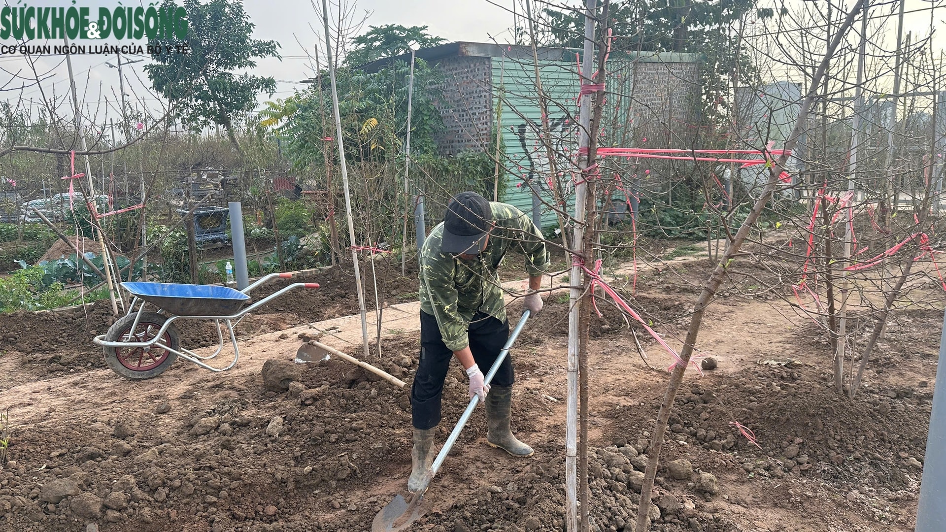 Vườn đào Nhật Tân, mùa 'canh Tết'- Ảnh 2.