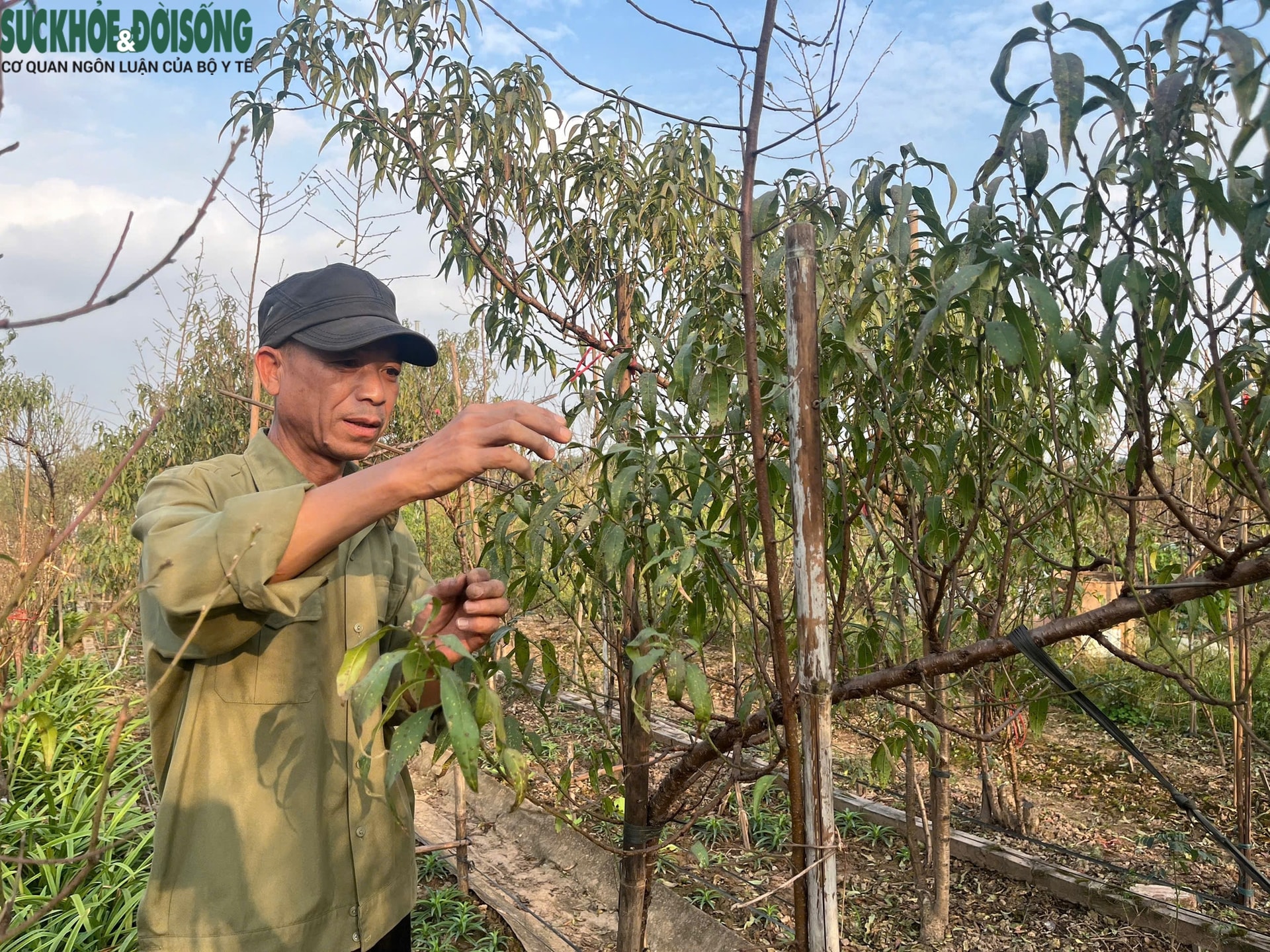 Vườn đào Nhật Tân, mùa 'canh Tết'- Ảnh 4.
