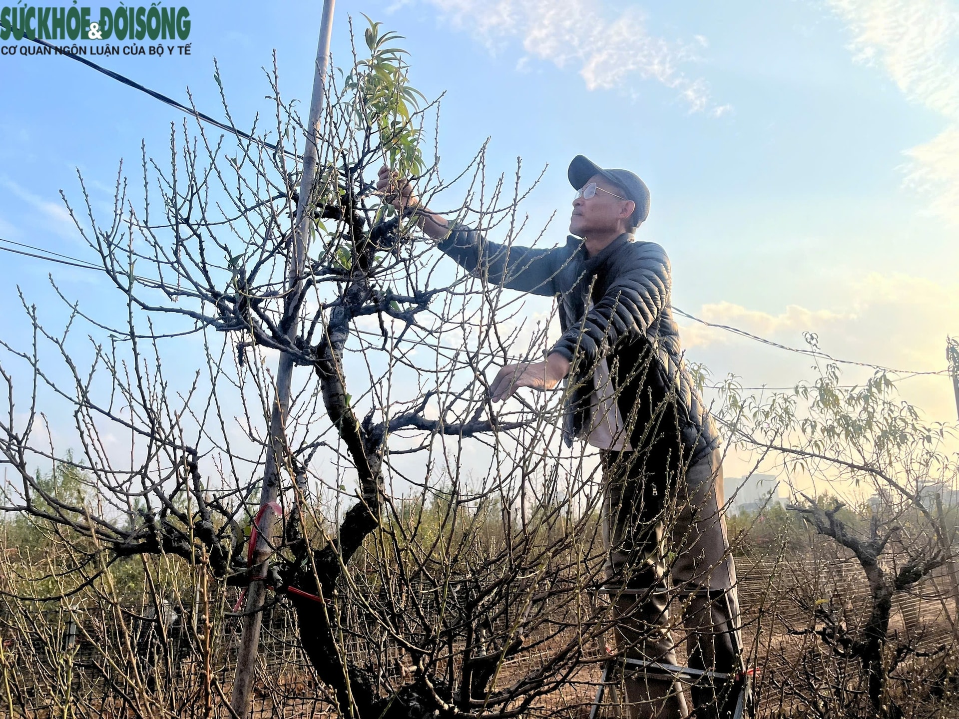 Vườn đào Nhật Tân, mùa 'canh Tết'- Ảnh 5.