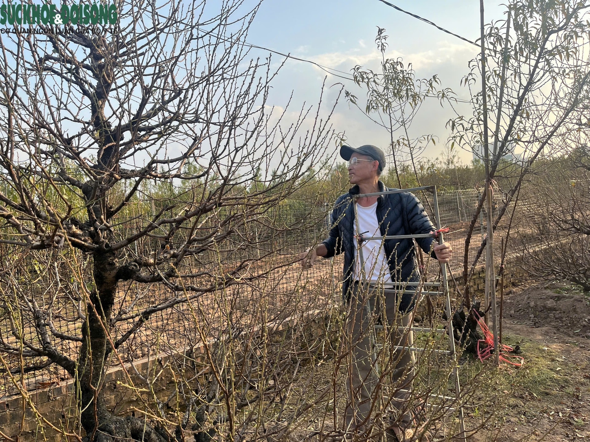 Vườn đào Nhật Tân, mùa 'canh Tết'- Ảnh 6.