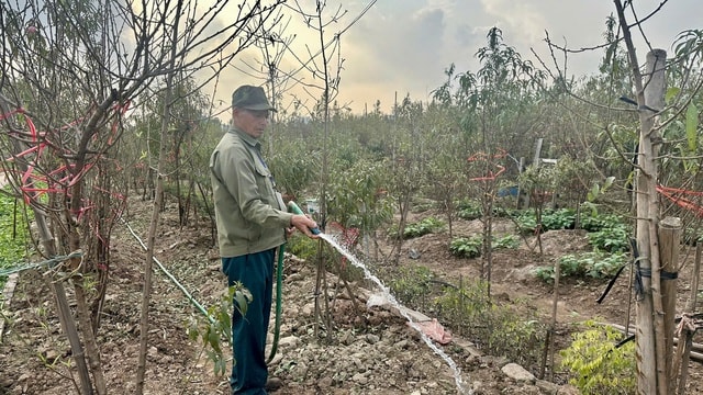 Vườn đào Nhật Tân, mùa 'canh Tết'- Ảnh 7.
