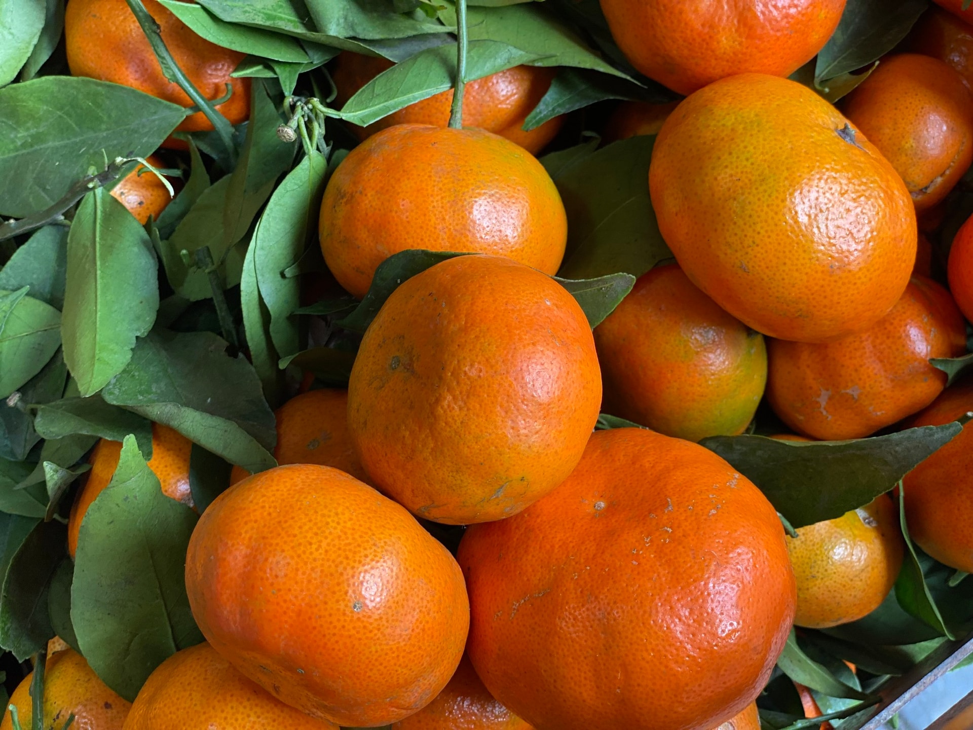 Tiểu thương 'tiết lộ' nguồn gốc thực sự của một loại cam đang bán tràn ngập chợ Việt- Ảnh 3.