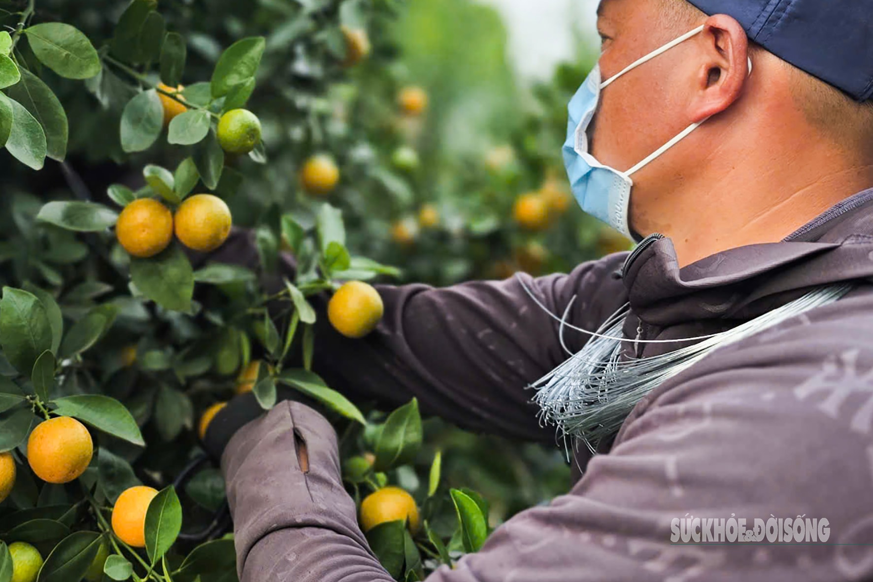 Người dân Tứ Liên hối hả đưa quất 'vào thế'- Ảnh 6.