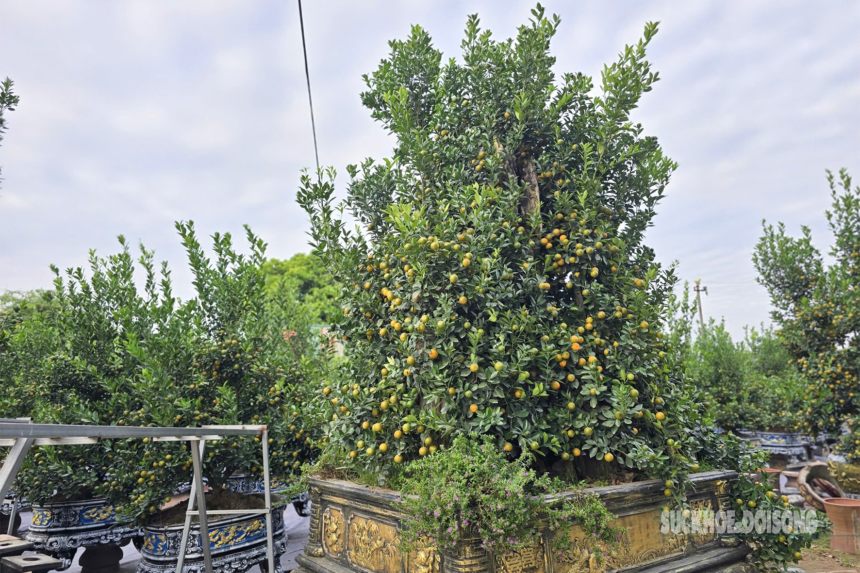 Người dân Tứ Liên hối hả đưa quất 'vào thế'- Ảnh 2.