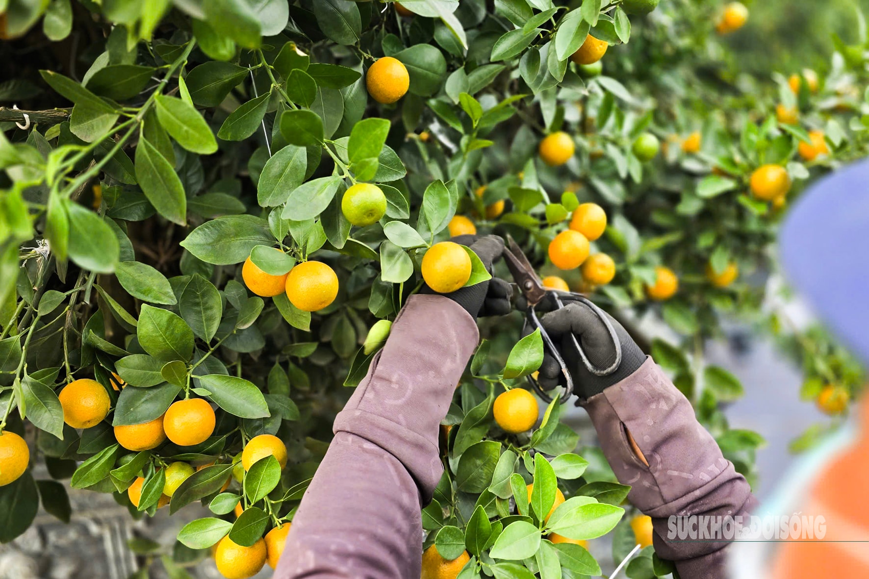 Người dân Tứ Liên hối hả đưa quất 'vào thế'- Ảnh 5.