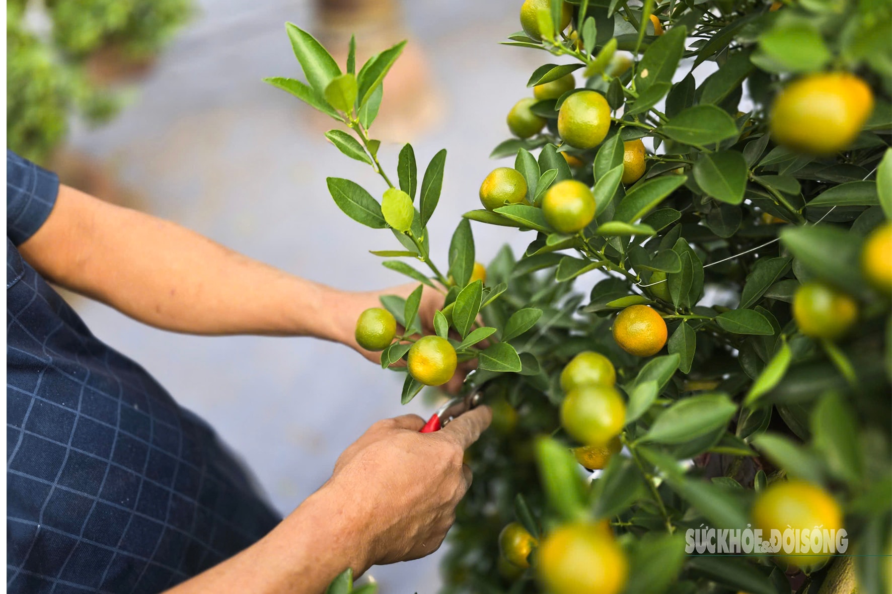 Người dân Tứ Liên hối hả đưa quất 'vào thế'- Ảnh 3.