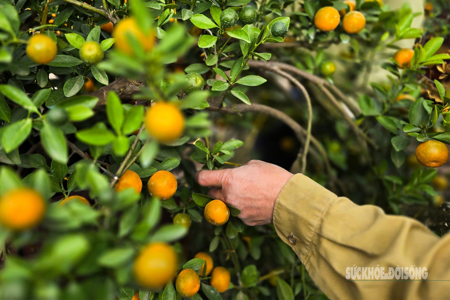 Người dân Tứ Liên hối hả đưa quất 'vào thế'- Ảnh 4.