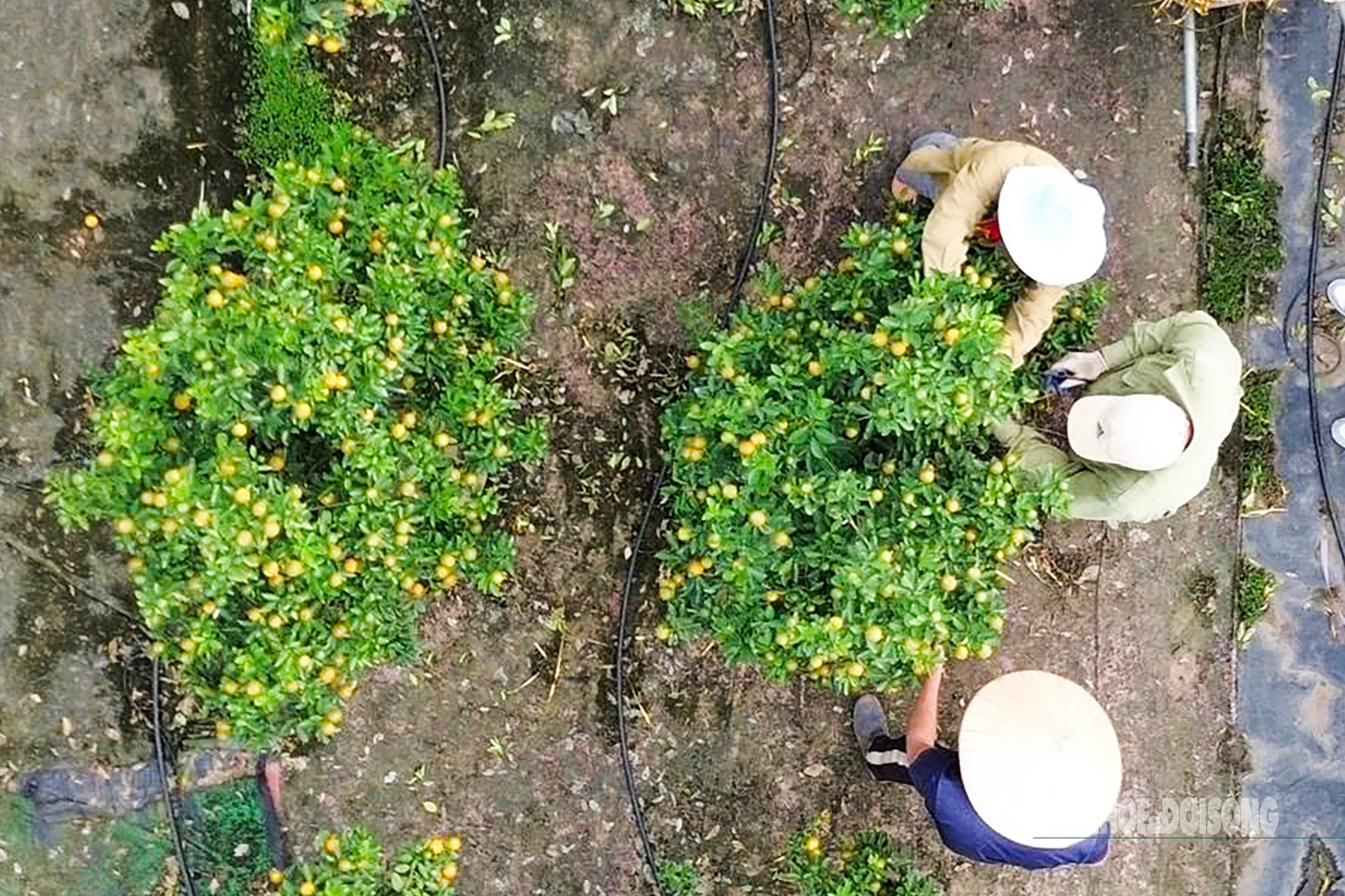 Người dân Tứ Liên hối hả đưa quất 'vào thế'- Ảnh 8.