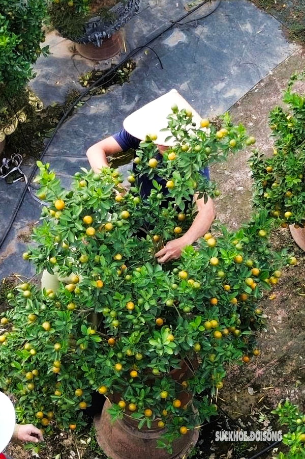 Người dân Tứ Liên hối hả đưa quất 'vào thế'- Ảnh 7.