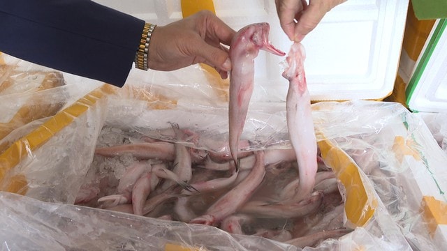 Thu giữ hơn 10 tấn cá khoai sử dụng chất cấm cực độc- Ảnh 2. Thu giữ hơn 10 tấn cá khoai sử dụng chất cấm cực độc- Ảnh 2.