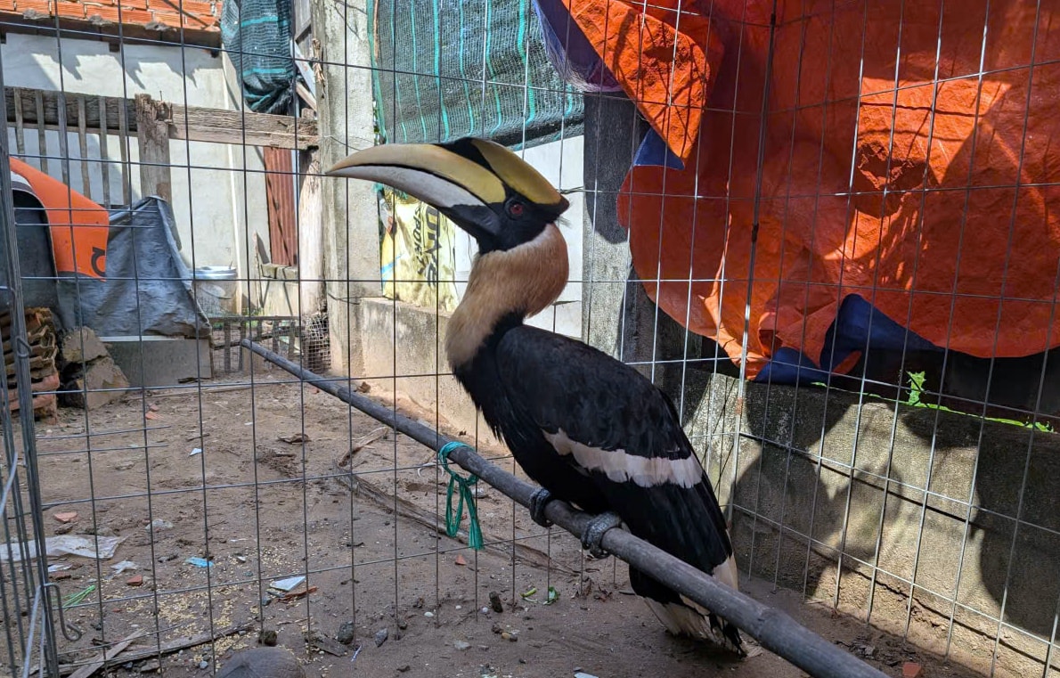 Người dân TP Hồ Chí Minh tự nguyện bàn giao chim hồng hoàng quý hiếm- Ảnh 2.