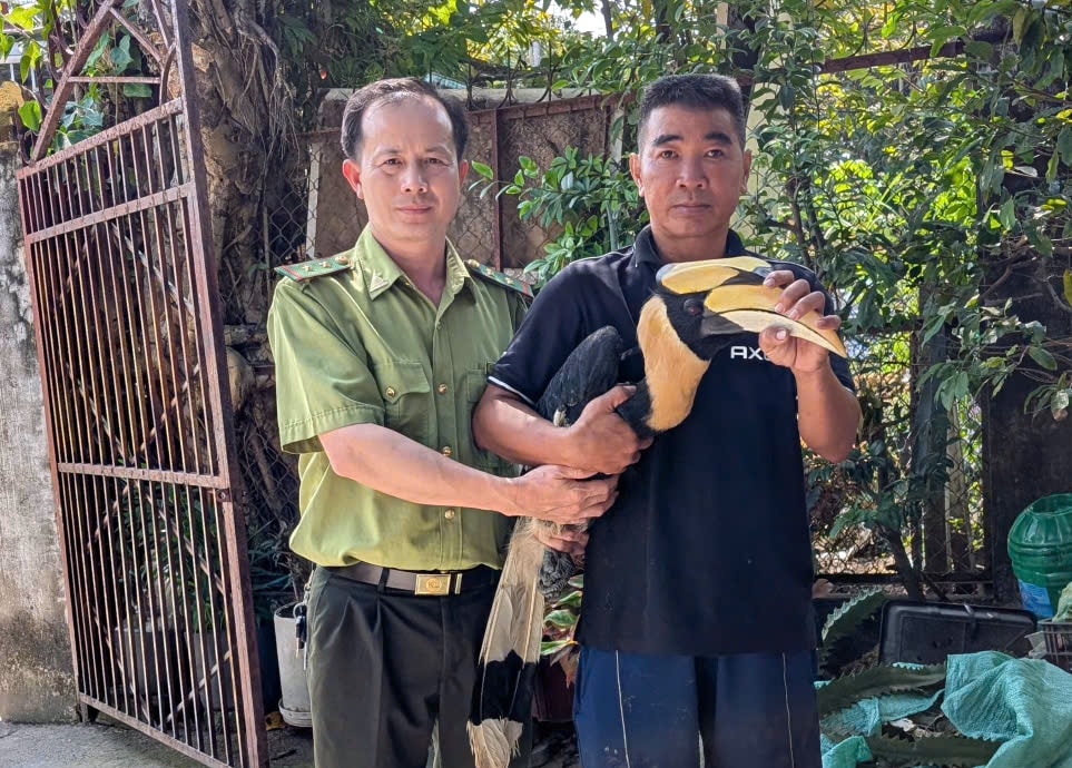 Người dân TP Hồ Chí Minh tự nguyện bàn giao chim hồng hoàng quý hiếm- Ảnh 1.