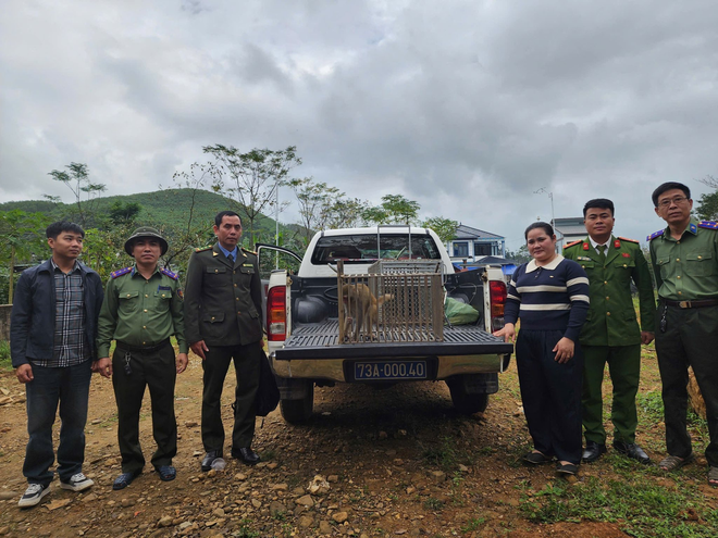 Khỉ vàng quý hiếm đi lạc vào nhà, người dân bắt giữ giao nộp chính quyền- Ảnh 2.