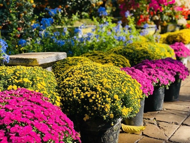 Năm thiên tai bão lũ lịch sử, thị trường hoa Tết sẽ diễn biến thế nào?- Ảnh 1. Năm thiên tai bão lũ lịch sử, thị trường hoa Tết sẽ diễn biến thế nào?- Ảnh 1.