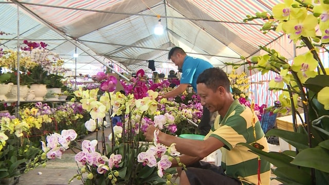 Năm thiên tai bão lũ lịch sử, thị trường hoa Tết sẽ diễn biến thế nào?- Ảnh 2. Năm thiên tai bão lũ lịch sử, thị trường hoa Tết sẽ diễn biến thế nào?- Ảnh 2.