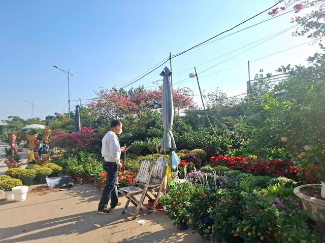 Cúc mâm xôi xuống phố đón Tết từ sớm, giá nhỉnh hơn mọi năm- Ảnh 3.