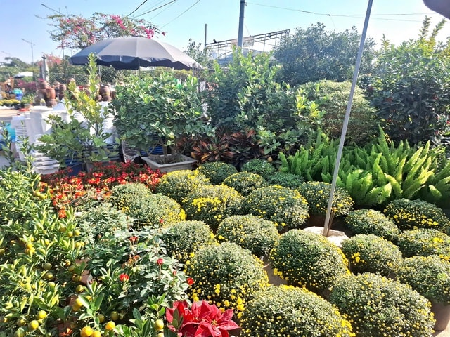 Cúc mâm xôi xuống phố đón Tết từ sớm, giá nhỉnh hơn mọi năm- Ảnh 1.