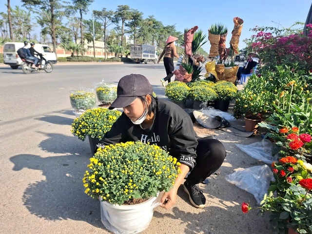 Cúc mâm xôi xuống phố đón Tết từ sớm, giá nhỉnh hơn mọi năm- Ảnh 2.