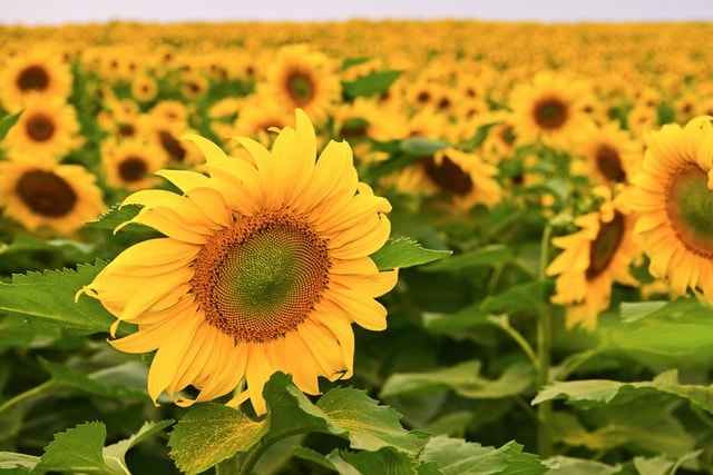 Từ cánh đồng hướng dương đến khát vọng phụng sự vì tầm vóc Việt của TH true MILK- Ảnh 1. Từ cánh đồng hướng dương đến khát vọng phụng sự vì tầm vóc Việt của TH true MILK- Ảnh 1.