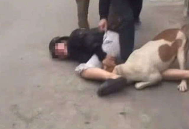 Thả chó dữ tấn công người khác có thể bị xử lý hình sự- Ảnh 2. Thả chó dữ tấn công người khác có thể bị xử lý hình sự- Ảnh 2.