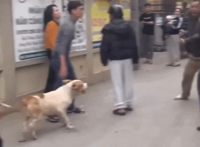 Thả chó dữ tấn công người khác có thể bị xử lý hình sự- Ảnh 1. Thả chó dữ tấn công người khác có thể bị xử lý hình sự- Ảnh 1.