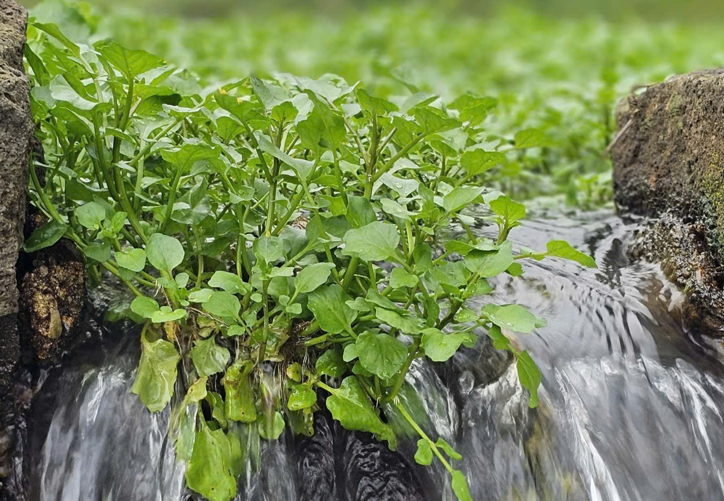 Loài rau 'sợ bẩn' sinh trưởng nhờ mạch nước của giếng cổ nghìn năm tuổi- Ảnh 2. Loài rau 'sợ bẩn' sinh trưởng nhờ mạch nước của giếng cổ nghìn năm tuổi- Ảnh 2.