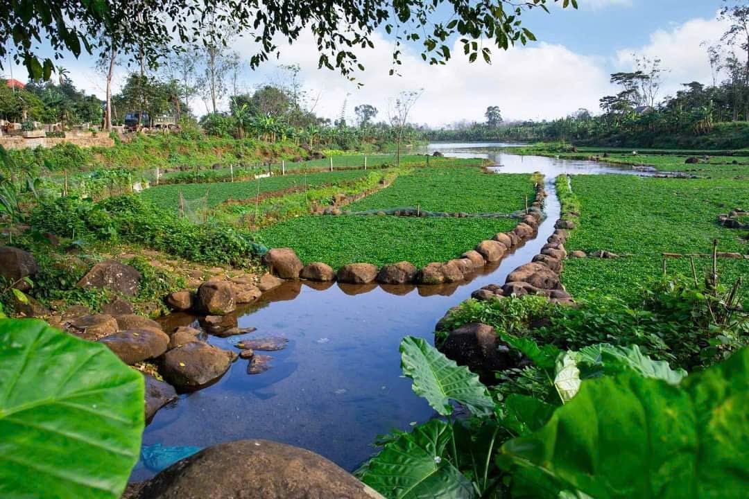 Loài rau 'sợ bẩn' sinh trưởng nhờ mạch nước của giếng cổ nghìn năm tuổi- Ảnh 1. Loài rau 'sợ bẩn' sinh trưởng nhờ mạch nước của giếng cổ nghìn năm tuổi- Ảnh 1.