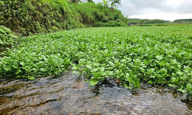 Loài rau 'sợ bẩn' sinh trưởng nhờ mạch nước của giếng cổ nghìn năm tuổi- Ảnh 6. Loài rau 'sợ bẩn' sinh trưởng nhờ mạch nước của giếng cổ nghìn năm tuổi- Ảnh 6.