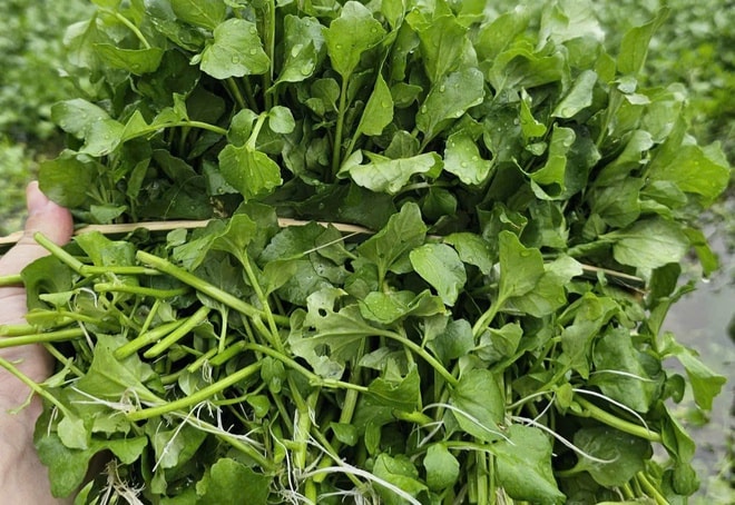 Loài rau 'sợ bẩn' sinh trưởng nhờ mạch nước của giếng cổ nghìn năm tuổi- Ảnh 7. Loài rau 'sợ bẩn' sinh trưởng nhờ mạch nước của giếng cổ nghìn năm tuổi- Ảnh 7.