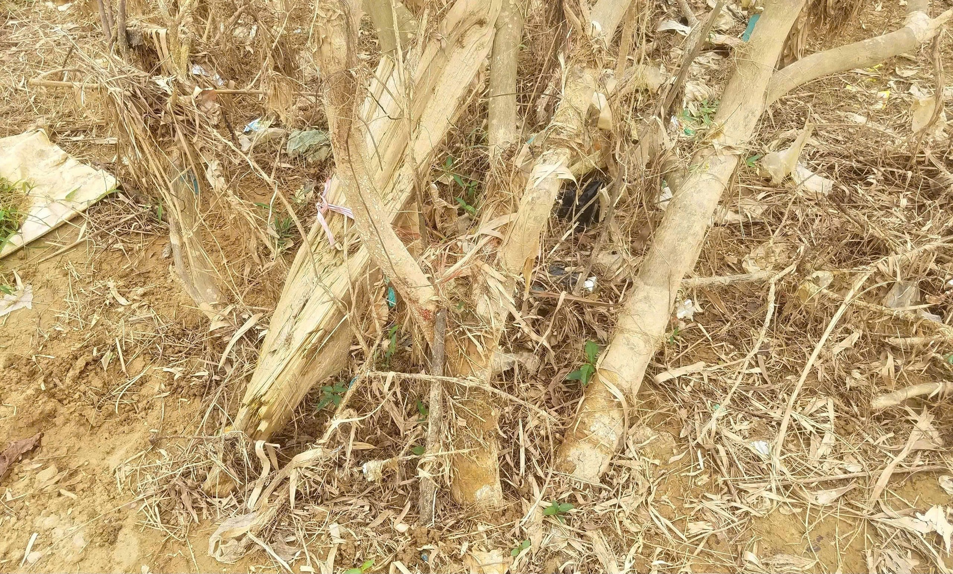 Xác xơ những khu vườn trồng đặc sản 'tiến vua' ở Huế sau lũ- Ảnh 8.