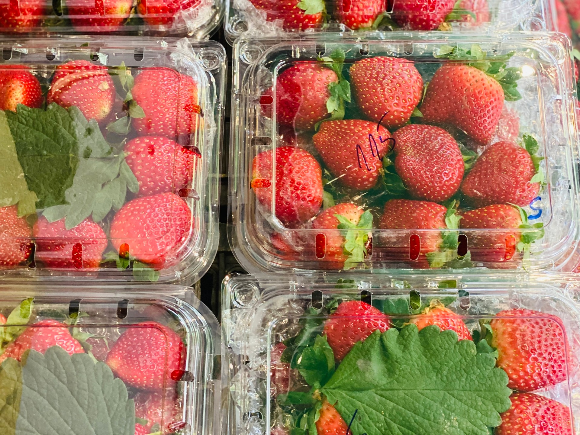 Dâu tây Mộc Châu đầu mùa giá đắt ngang trái cây nhập khẩu nhưng vẫn được người tiêu dùng không tiếc tiền mua- Ảnh 4. Dâu tây Mộc Châu đầu mùa giá đắt ngang trái cây nhập khẩu nhưng vẫn được người tiêu dùng không tiếc tiền mua- Ảnh 4.