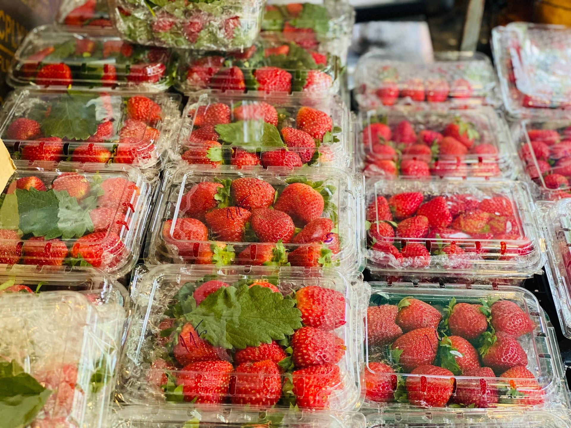 Dâu tây Mộc Châu đầu mùa giá đắt ngang trái cây nhập khẩu nhưng vẫn được người tiêu dùng không tiếc tiền mua- Ảnh 1. Dâu tây Mộc Châu đầu mùa giá đắt ngang trái cây nhập khẩu nhưng vẫn được người tiêu dùng không tiếc tiền mua- Ảnh 1.