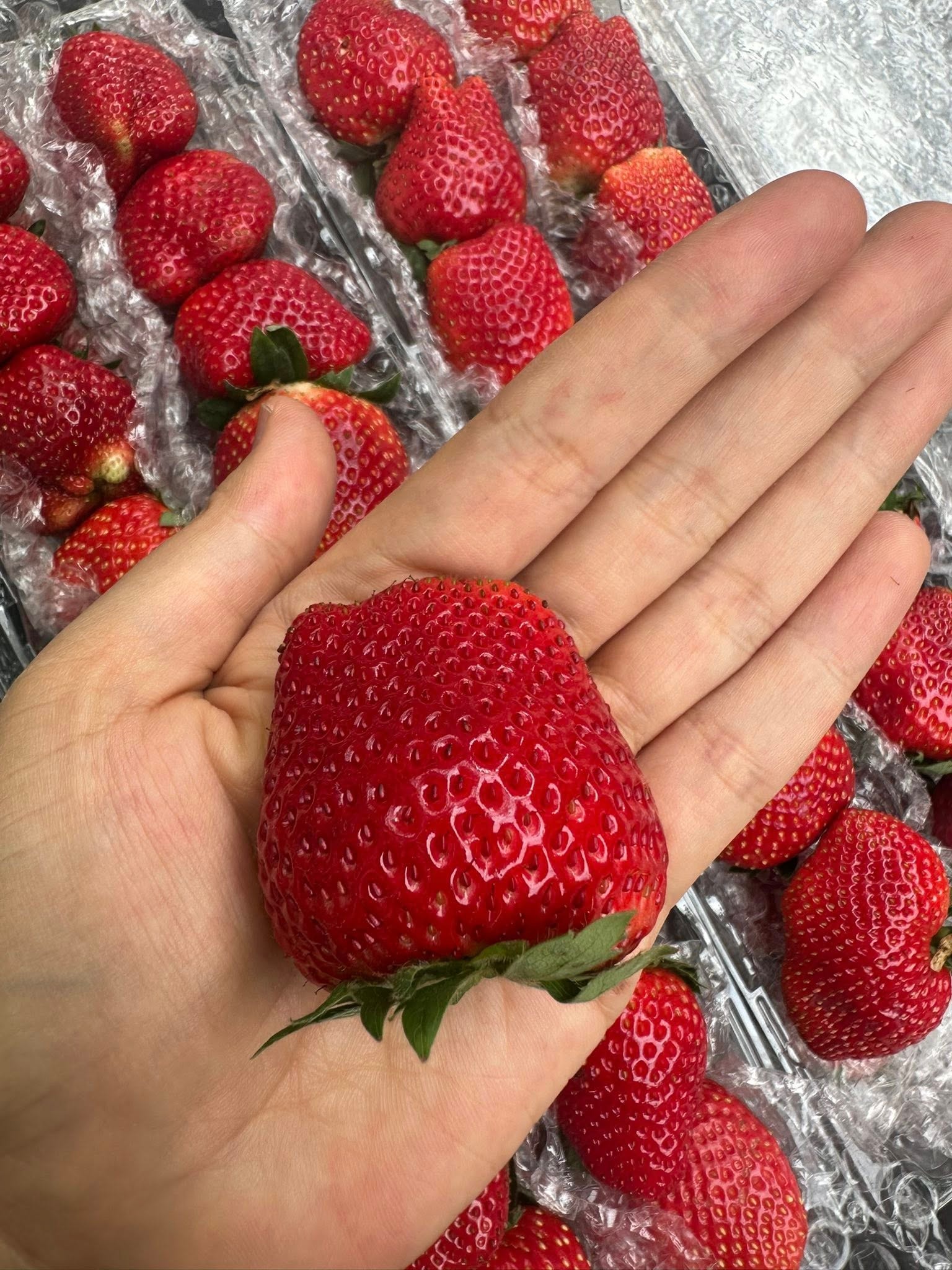 Dâu tây Mộc Châu đầu mùa giá đắt ngang trái cây nhập khẩu nhưng vẫn được người tiêu dùng không tiếc tiền mua- Ảnh 3. Dâu tây Mộc Châu đầu mùa giá đắt ngang trái cây nhập khẩu nhưng vẫn được người tiêu dùng không tiếc tiền mua- Ảnh 3.