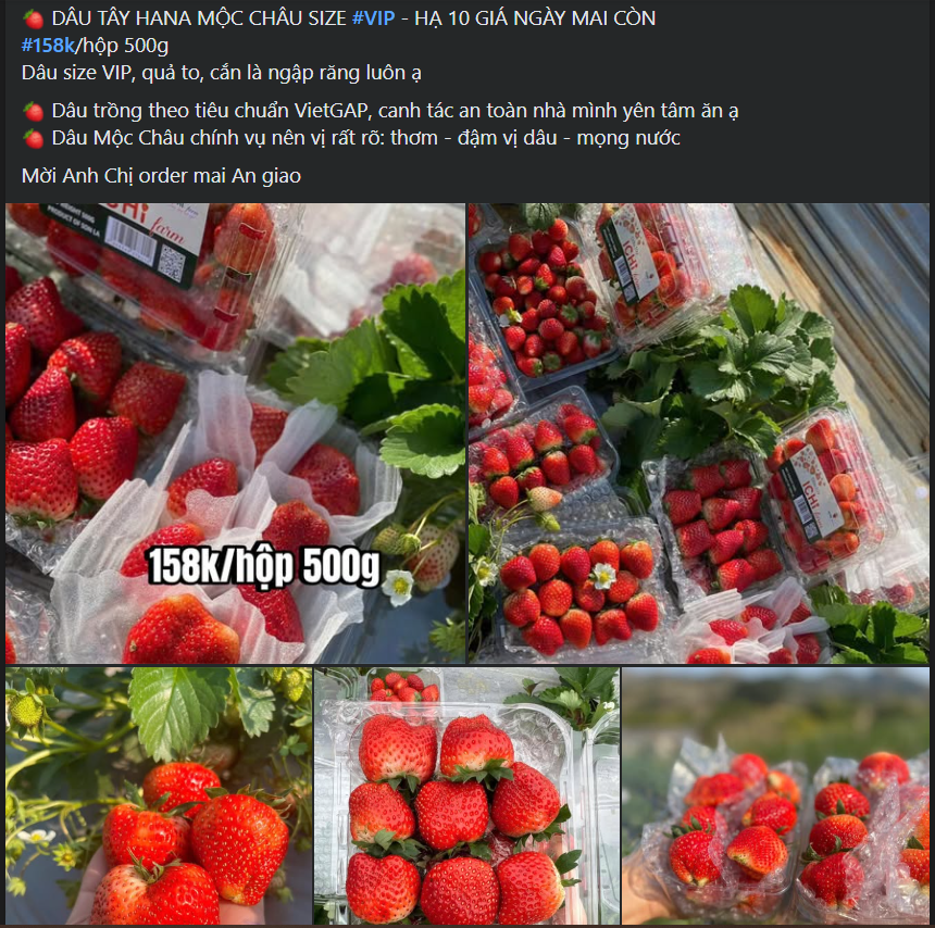 Dâu tây Mộc Châu đầu mùa giá đắt ngang trái cây nhập khẩu nhưng vẫn được người tiêu dùng không tiếc tiền mua- Ảnh 2. Dâu tây Mộc Châu đầu mùa giá đắt ngang trái cây nhập khẩu nhưng vẫn được người tiêu dùng không tiếc tiền mua- Ảnh 2.