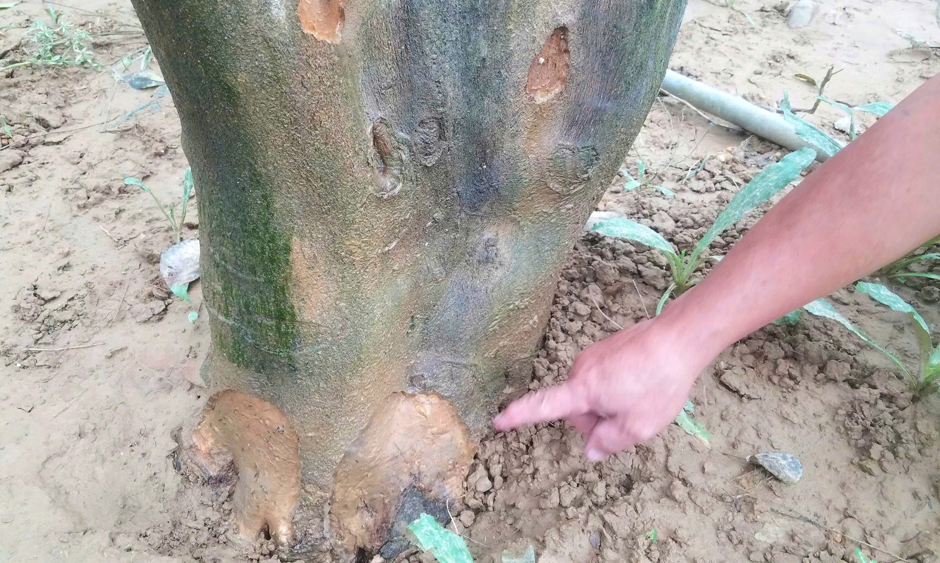 Xác xơ những khu vườn trồng đặc sản 'tiến vua' ở Huế sau lũ- Ảnh 3.