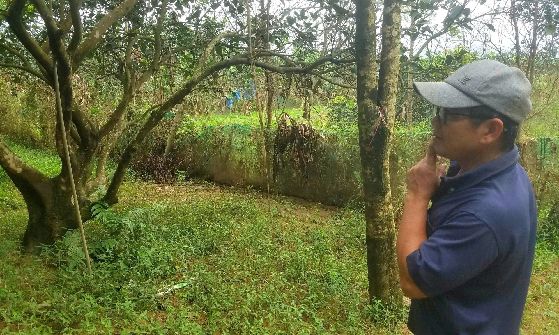 Xác xơ những khu vườn trồng đặc sản 'tiến vua' ở Huế sau lũ- Ảnh 2.