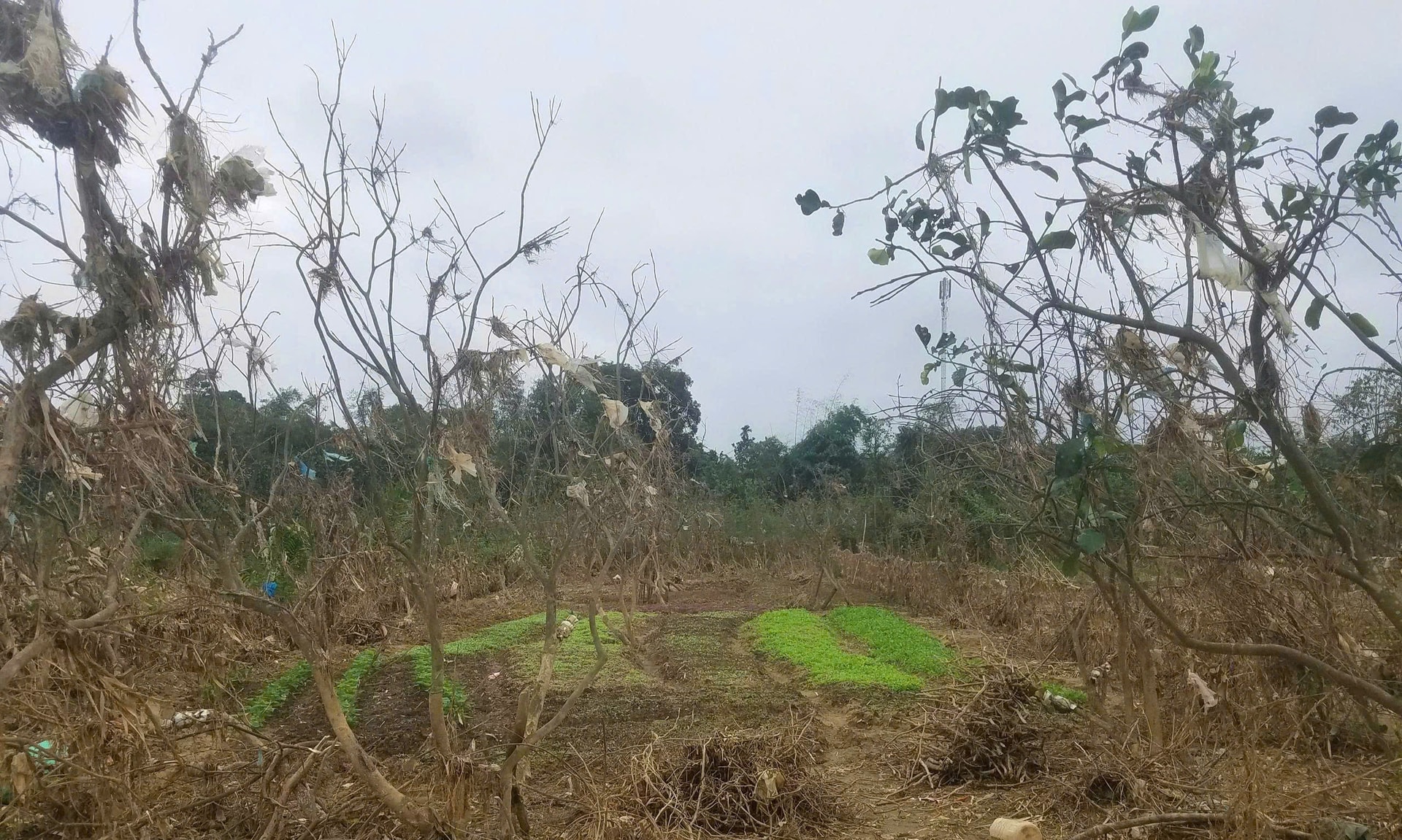 Xác xơ những khu vườn trồng đặc sản 'tiến vua' ở Huế sau lũ- Ảnh 9.