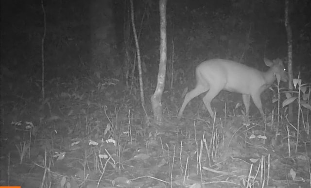 Xuyên Tết bảo vệ hơn 100 loài động vật quý hiếm ở VQG Chư Mom Ray- Ảnh 1.