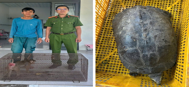 Nhiều động vật hoang dã nguy cấp được người dân tự nguyện giao nộp, thả về tự nhiên- Ảnh 1.