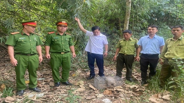 Nhiều động vật hoang dã nguy cấp được người dân tự nguyện giao nộp, thả về tự nhiên- Ảnh 3.