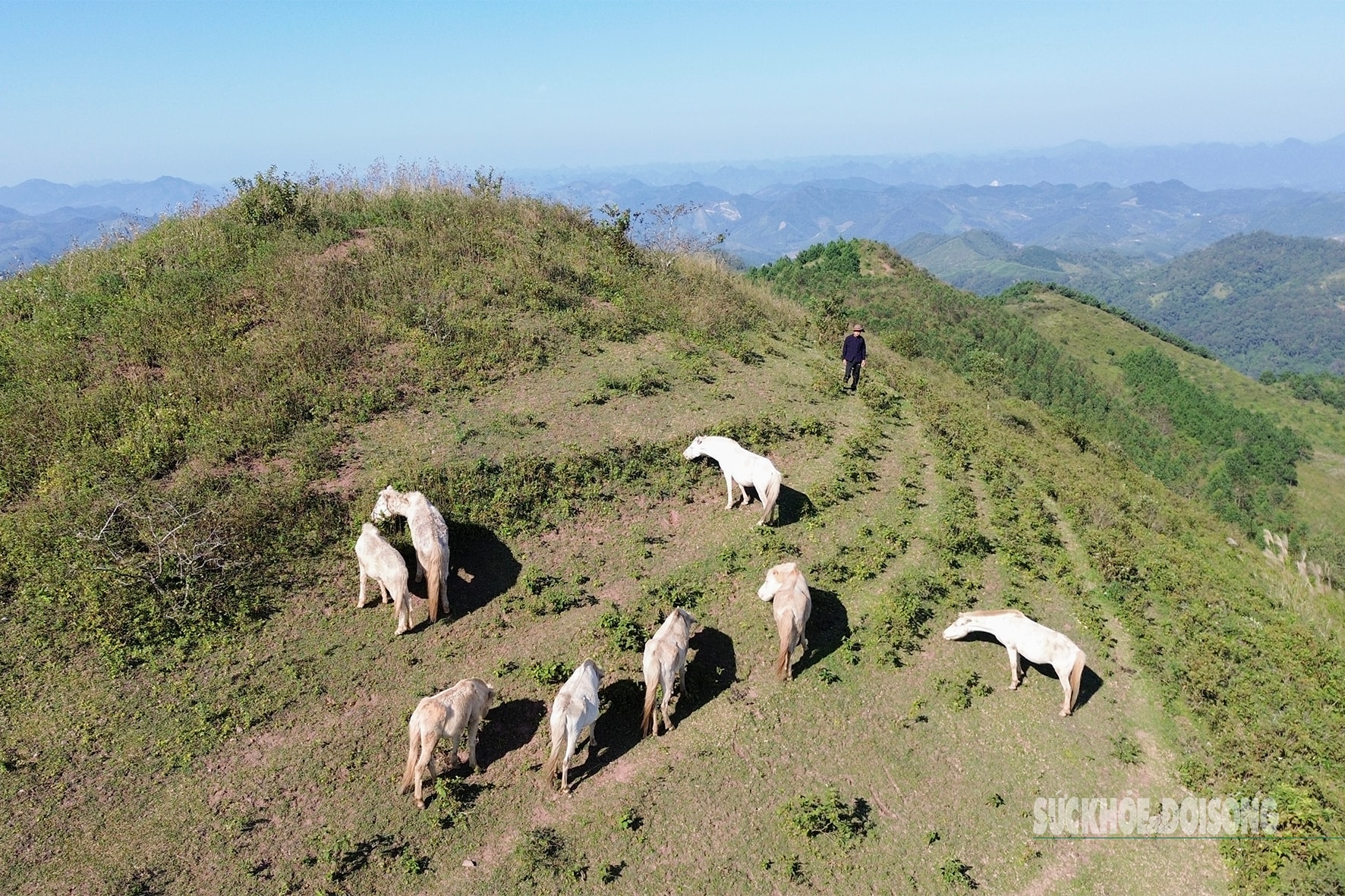 Loài vật quý hiếm được ví như 'vàng trắng' giúp người dân xứ Lạng đổi đời, xây nhà mua xe- Ảnh 8.