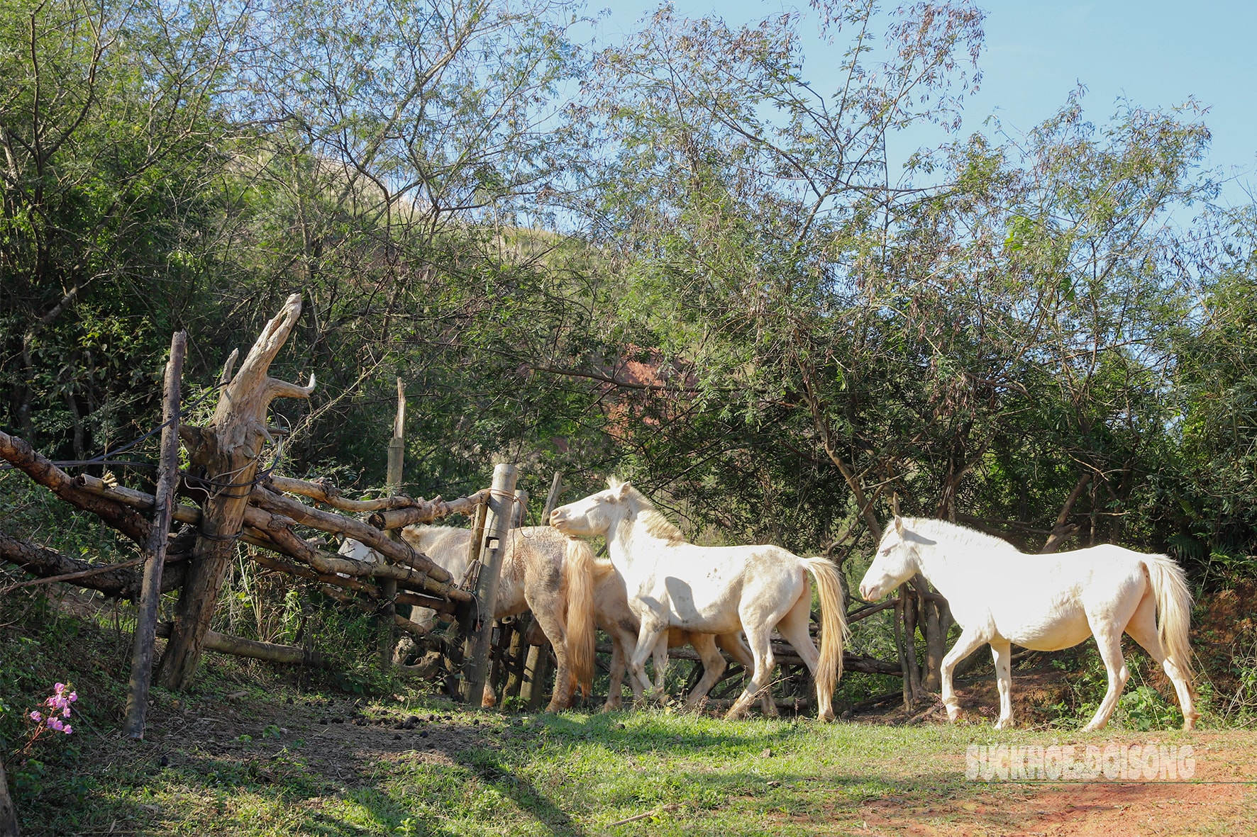 Loài vật quý hiếm được ví như 'vàng trắng' giúp người dân xứ Lạng đổi đời, xây nhà mua xe- Ảnh 1.