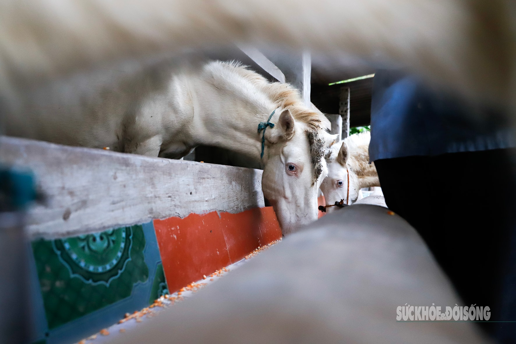 Loài vật quý hiếm được ví như 'vàng trắng' giúp người dân xứ Lạng đổi đời, xây nhà mua xe- Ảnh 6.