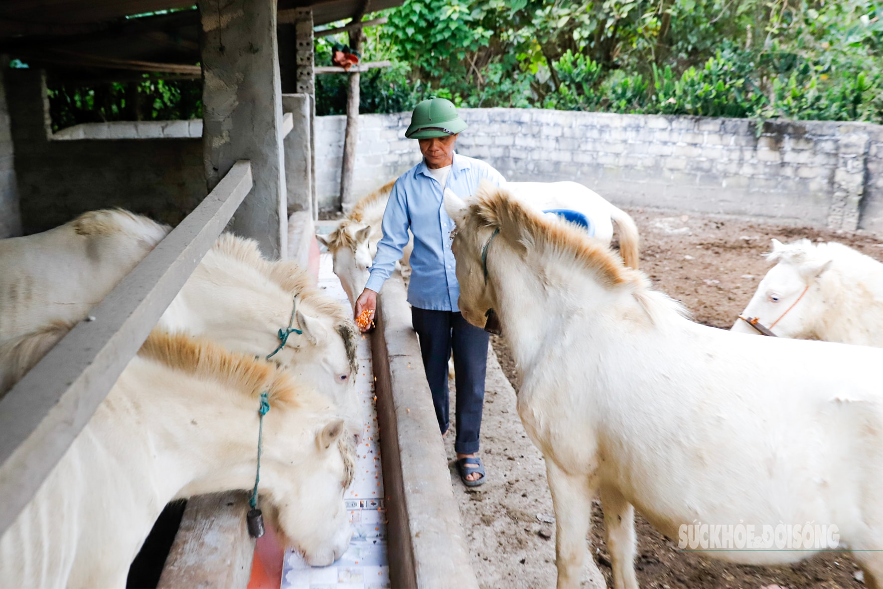 Loài vật quý hiếm được ví như 'vàng trắng' giúp người dân xứ Lạng đổi đời, xây nhà mua xe- Ảnh 7.