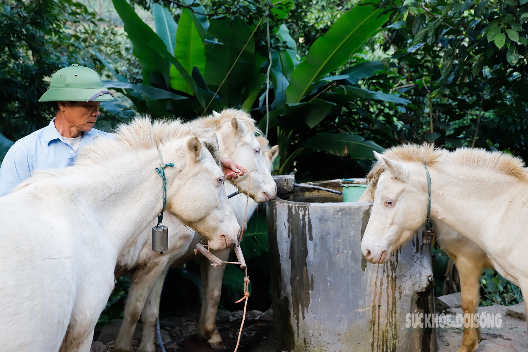 Loài vật quý hiếm được ví như 'vàng trắng' giúp người dân xứ Lạng đổi đời, xây nhà mua xe- Ảnh 5.