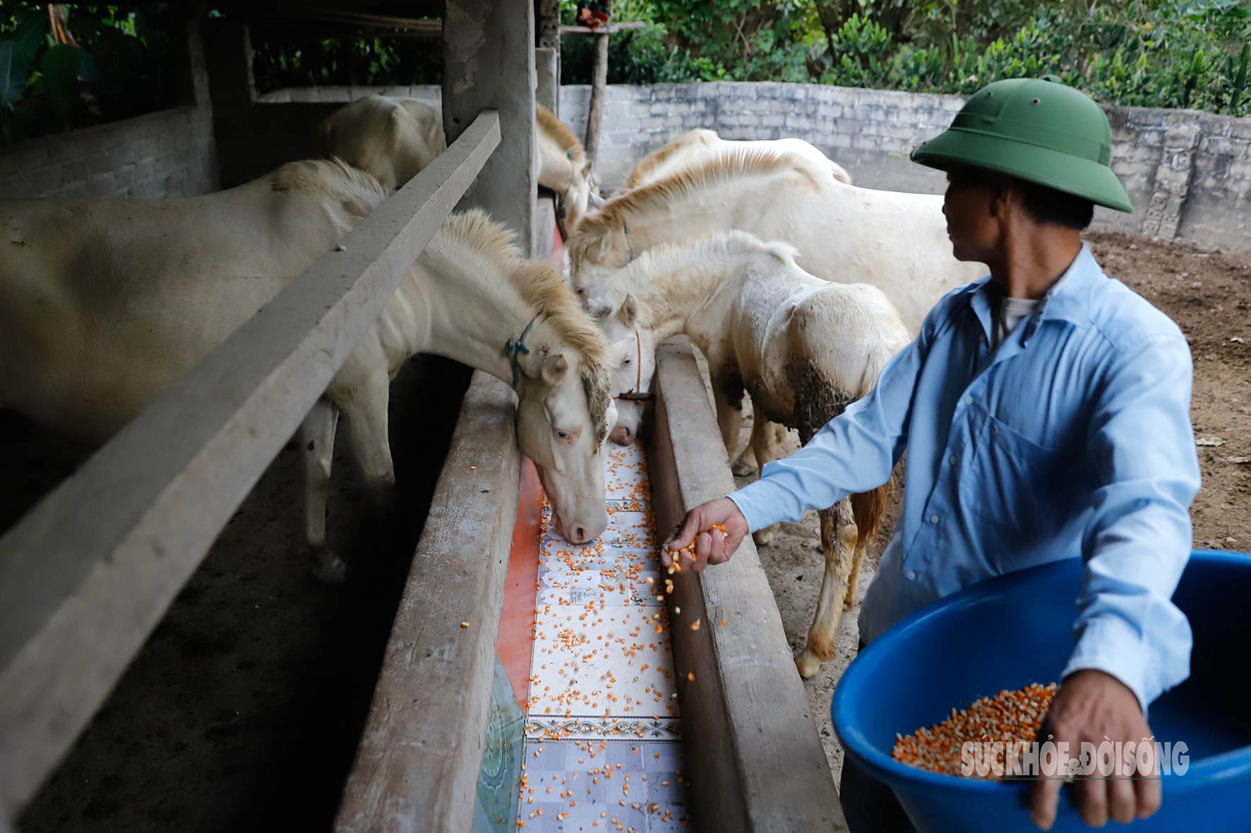 Loài vật quý hiếm được ví như 'vàng trắng' giúp người dân xứ Lạng đổi đời, xây nhà mua xe- Ảnh 3.
