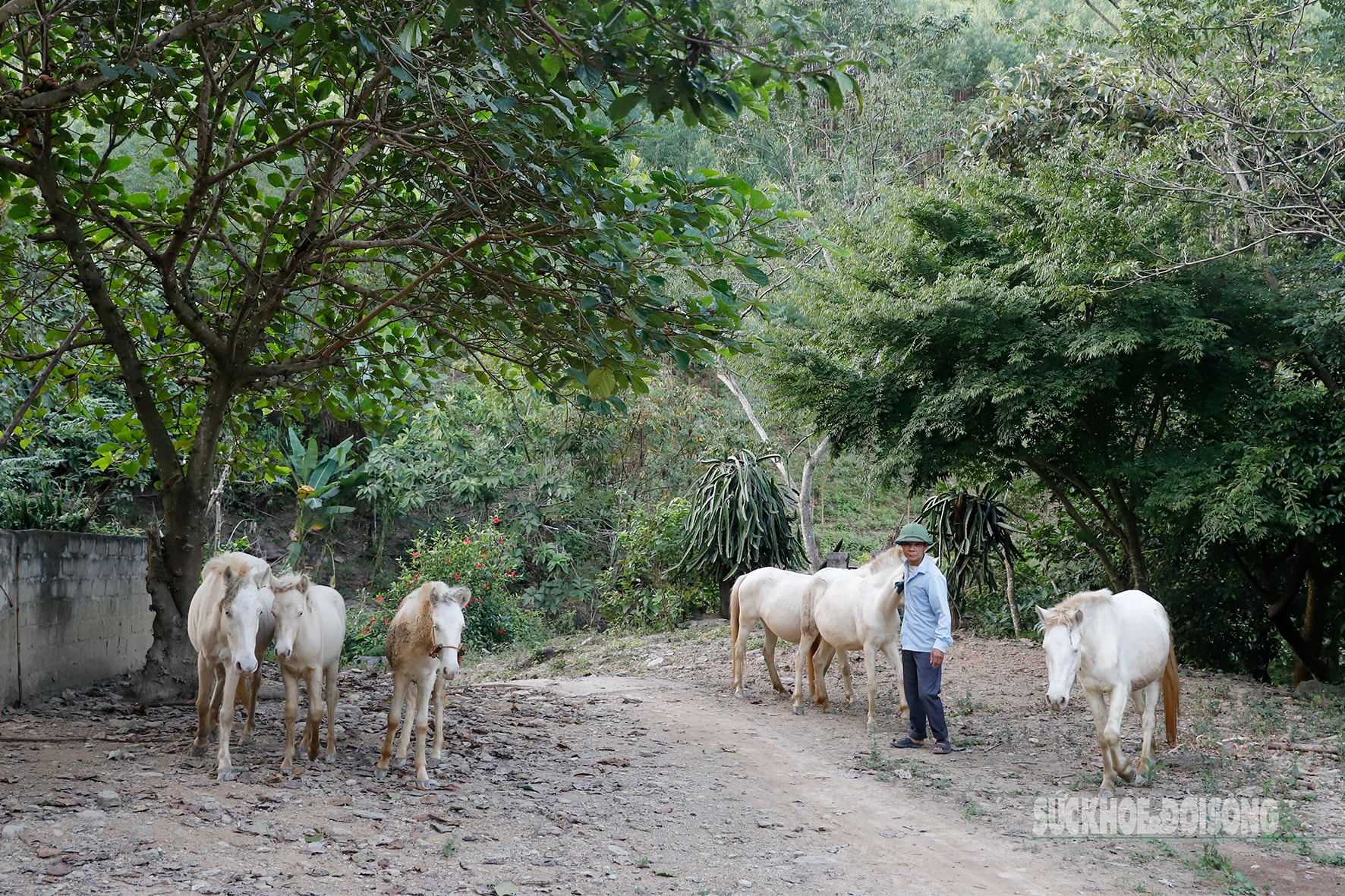 Loài vật quý hiếm được ví như 'vàng trắng' giúp người dân xứ Lạng đổi đời, xây nhà mua xe- Ảnh 4.