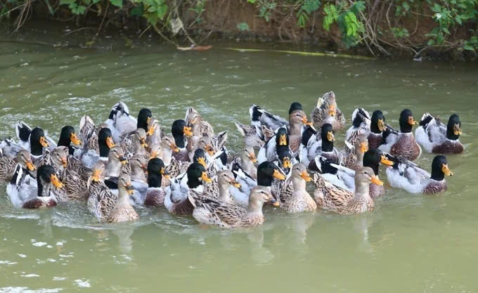 Vịt bầu Quỳ Châu quý hiếm được săn lùng- Ảnh 2.