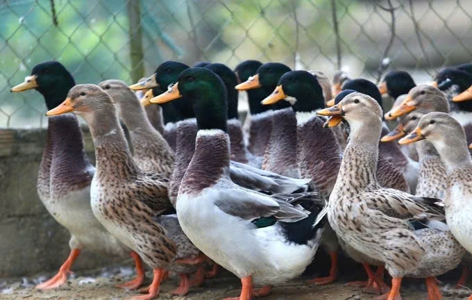 Vịt bầu Quỳ Châu quý hiếm được săn lùng- Ảnh 1.